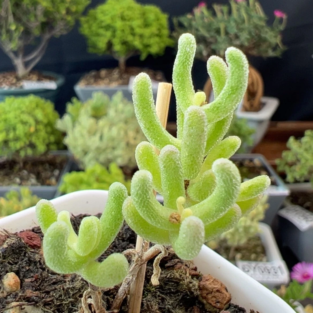 【闪购商品】dy0964琉璃白锦盆口5cm