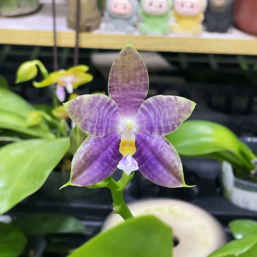 完全开放虎豹2.5寸