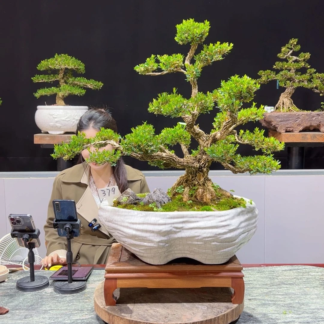 黄杨盆景老桩四季长青