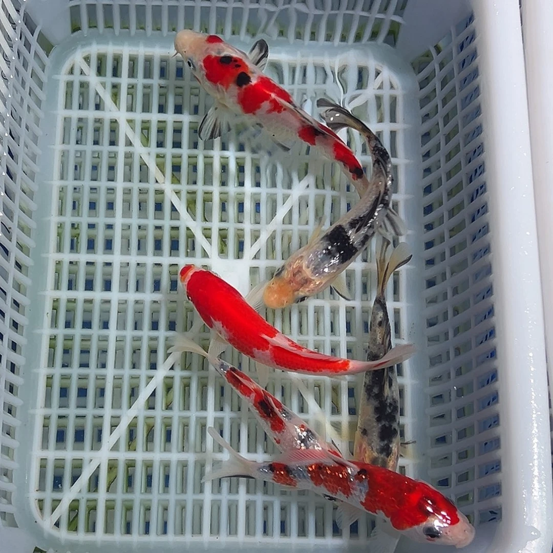 爱***恒锦鲤锦鲤观赏鱼1111