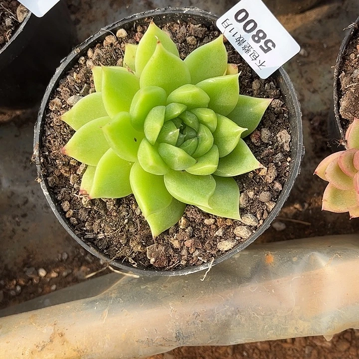 宝***麦阿雅园艺。        5800