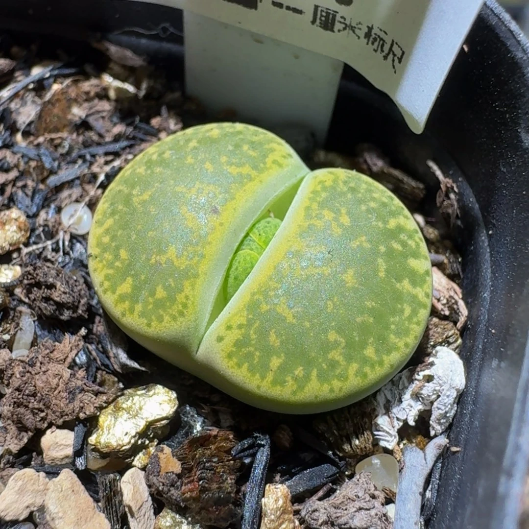 Ssss精品生石花609