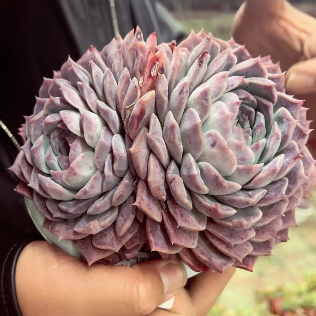 恩宠双头群生多肉