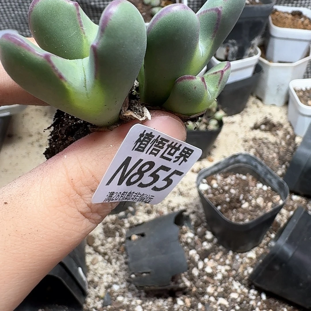 多肉植物的润泽从v