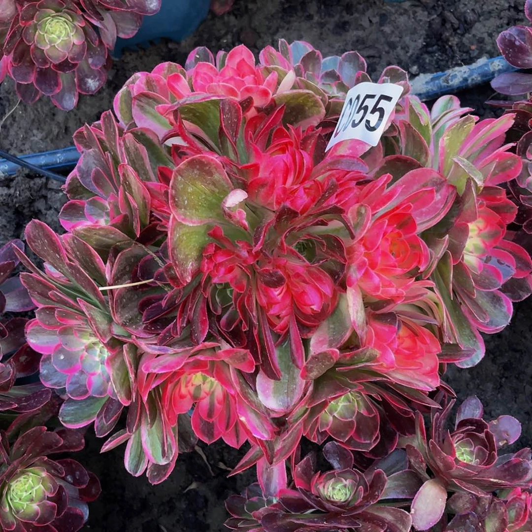 海燕法师26-37包邮法师