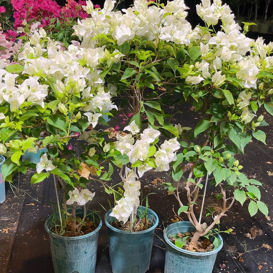 大部分花苞少量开放白雪公主带竹一颗
