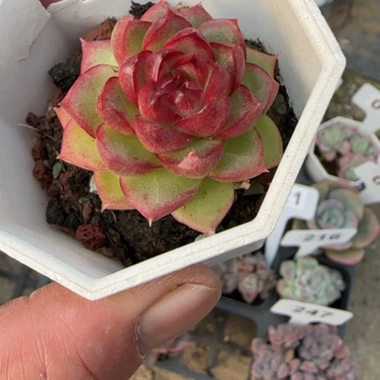 42园丁多肉植物多