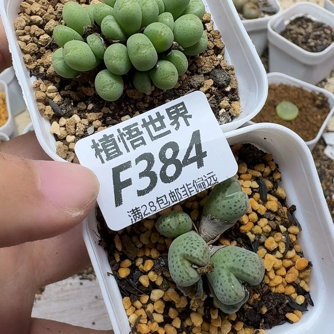 多肉植物的人生fbn
