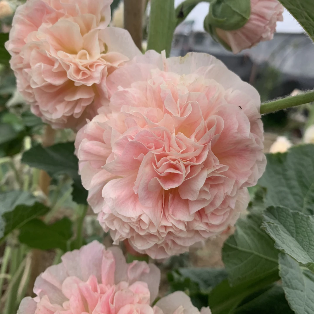 蜀葵花种 桃子与梦 火红色