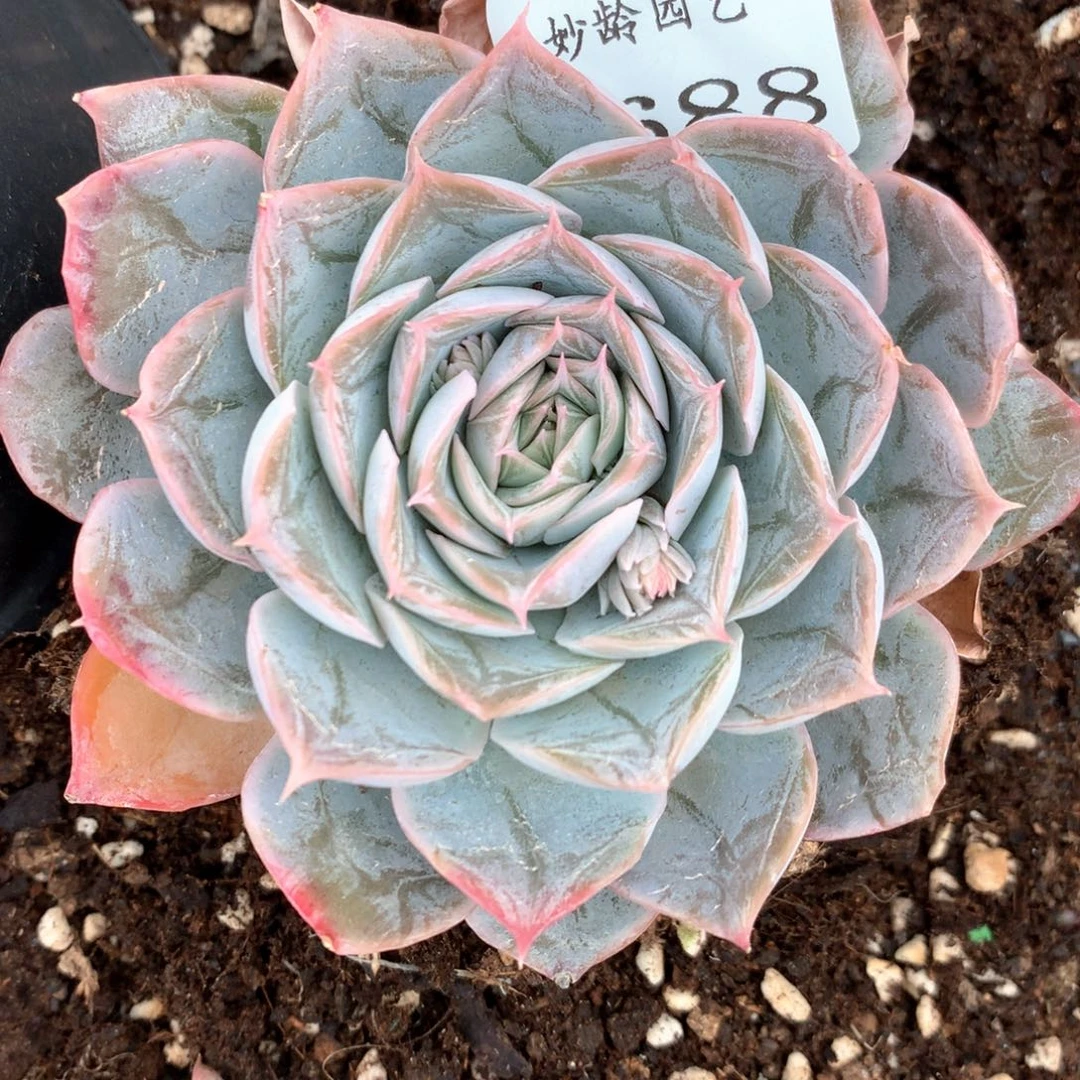 小**资4688杂交多肉植物