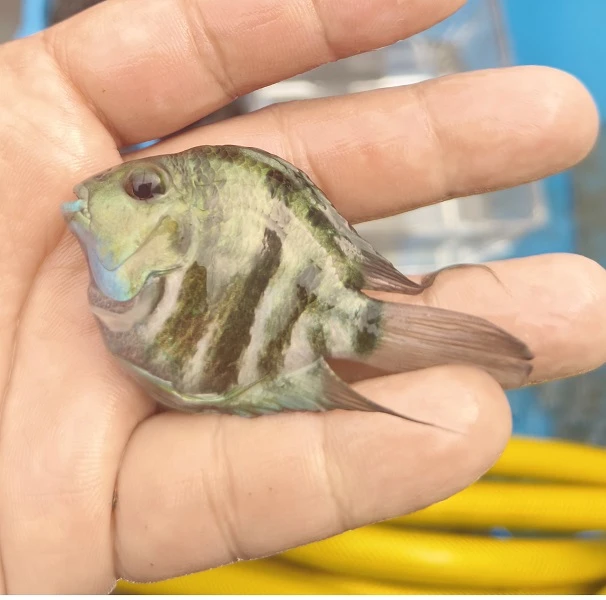 迷你鹦鹉宝蓝白金小型热带鱼耐活好养可繁殖带娃