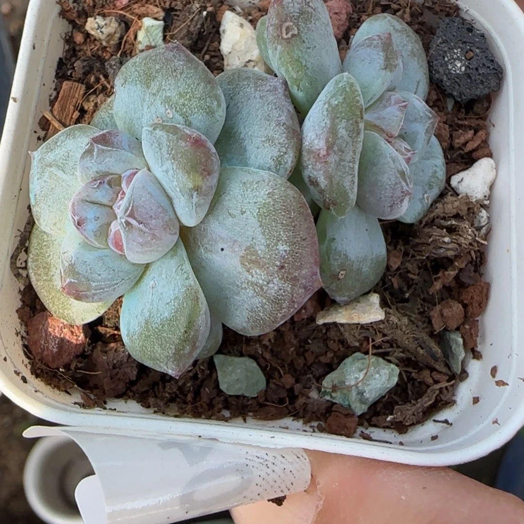 小卡拉米糖心一物一拍