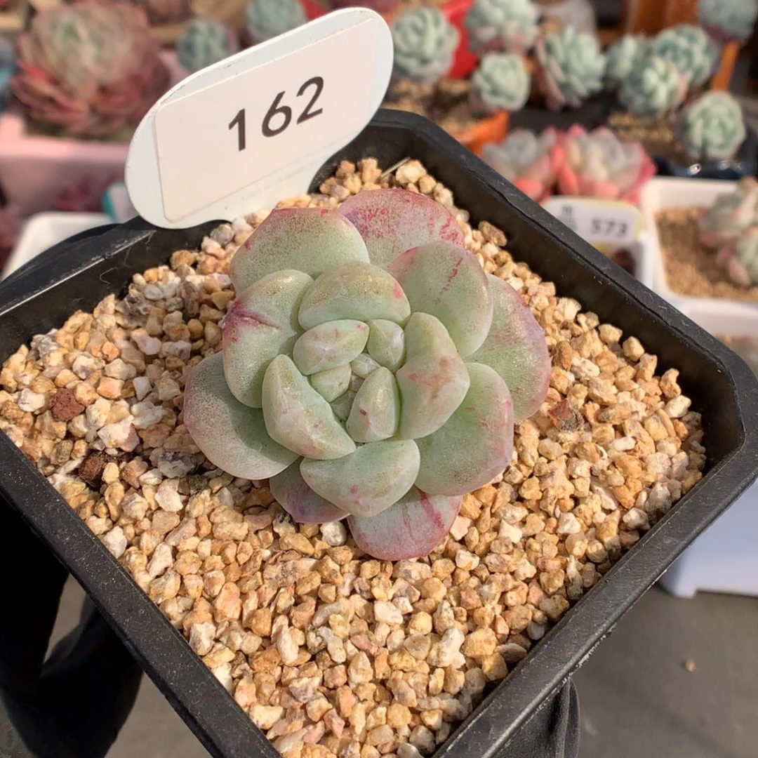 哈****?162 新春特冰玉石化多肉