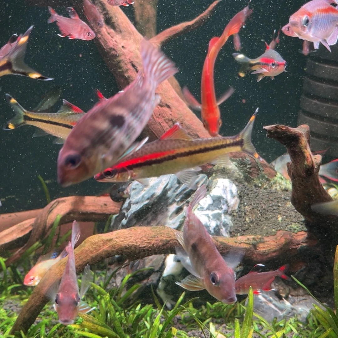 工具鱼混搭美人鱼凤凰