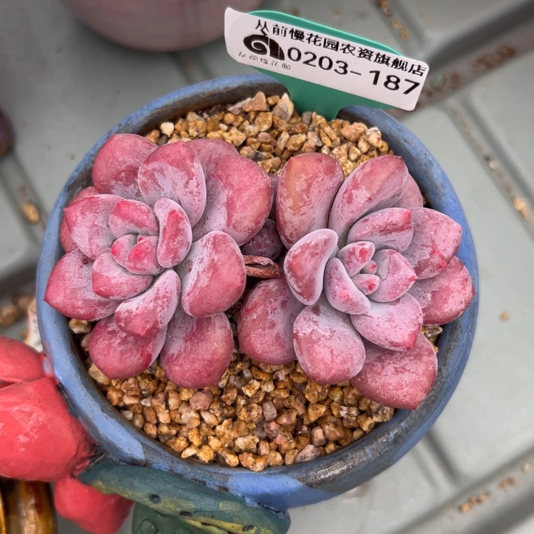 多肉一物一拍0203-187