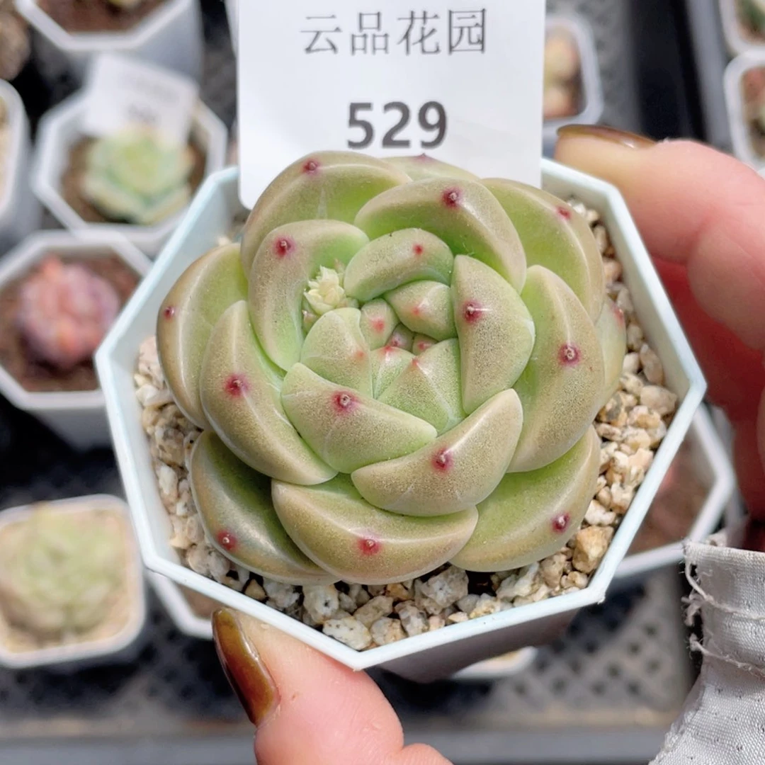 529号糖心冰心珍妮