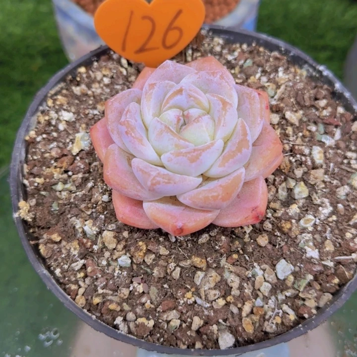 杨*126多肉植物一物一拍