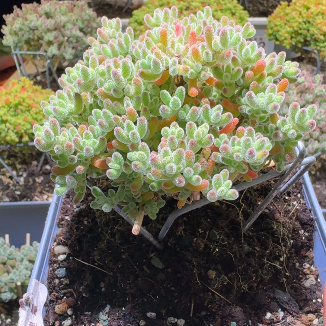 冰晶枝干番杏554福利