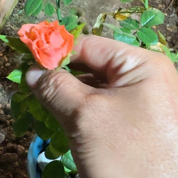 无花朵橙2测品一加