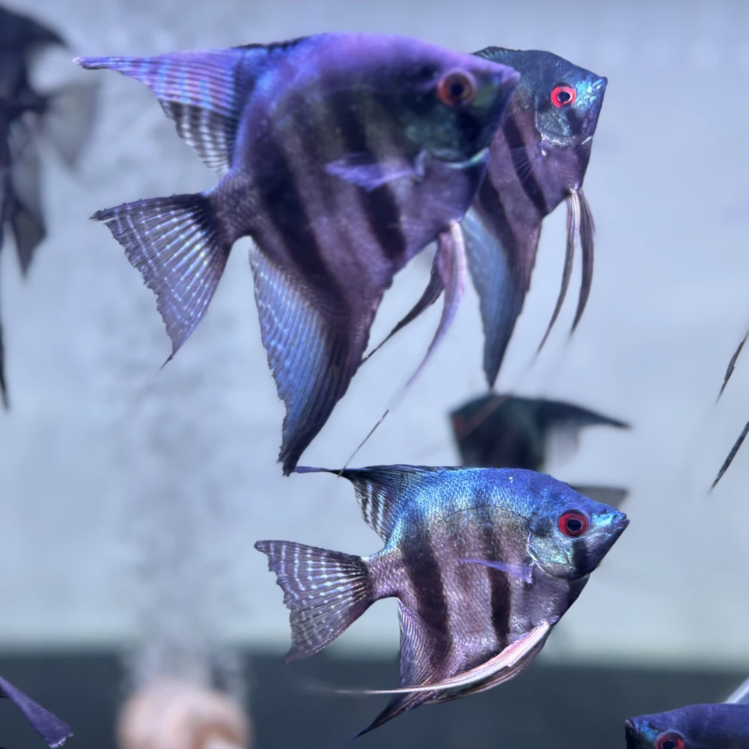 精品神仙鱼～亚马逊绿洲 温顺百搭