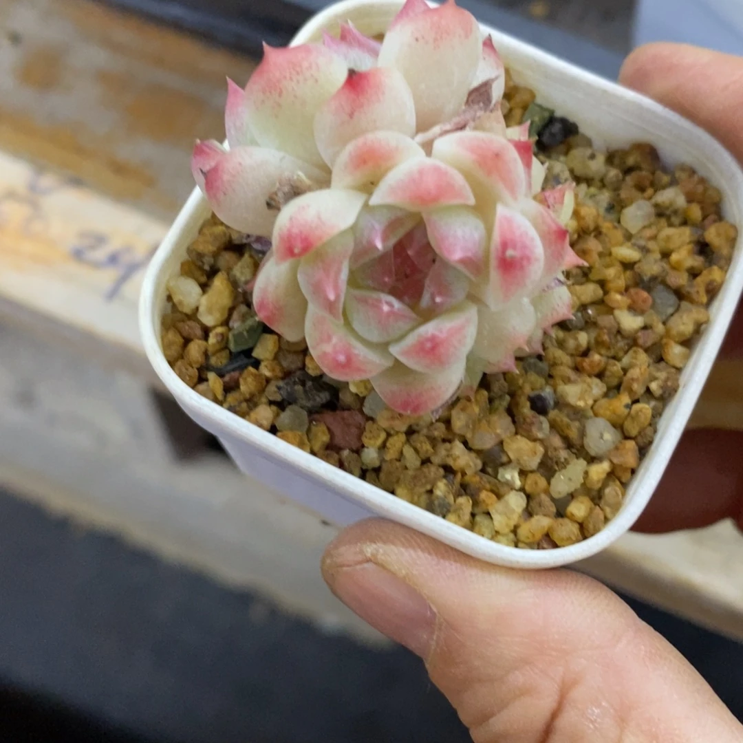 精品多肉一物一拍不包整205