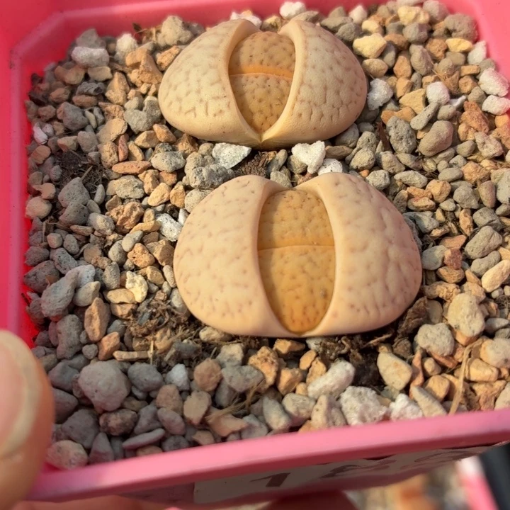 188号c166碧赐玉两颗