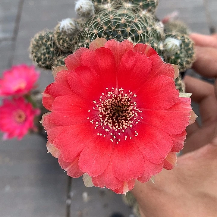 7174 侧芽自根丽花6厘米盆