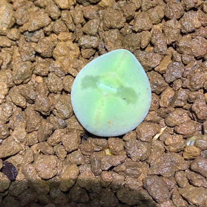 精品多肉植物精品大眼睛