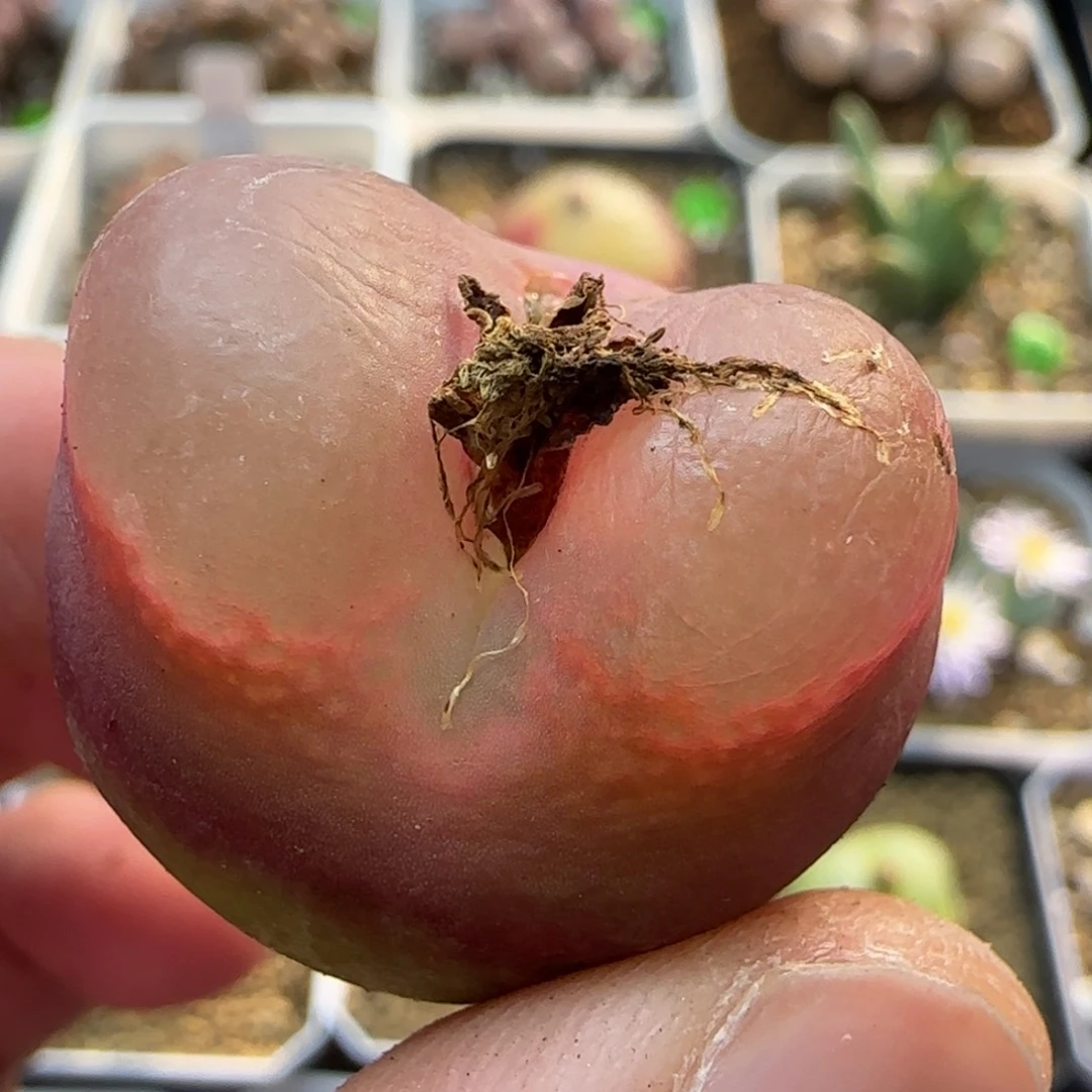 透窗漂亮多肉植物7