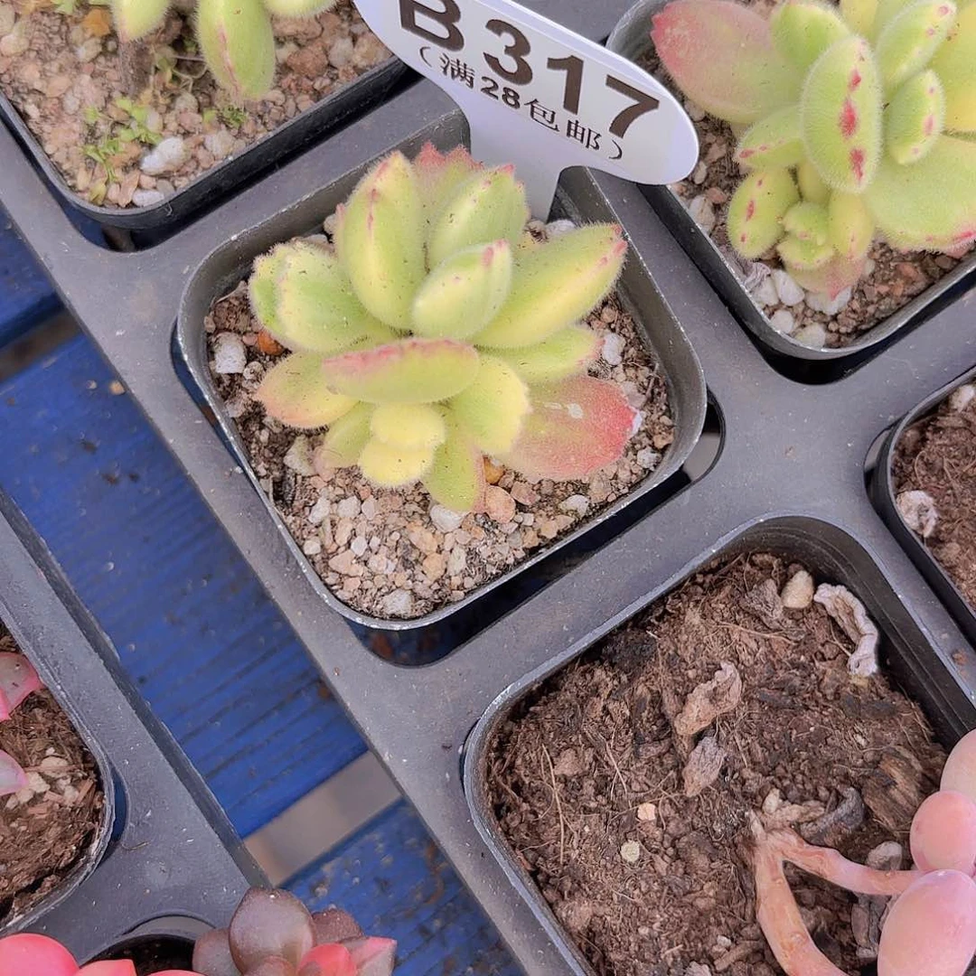 B317彩虹熊一物一拍多肉