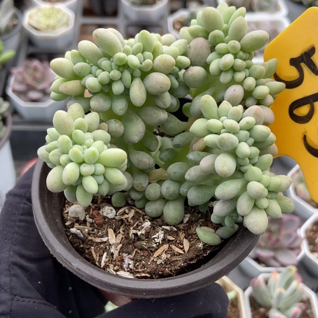 565汤圆缀多肉植物