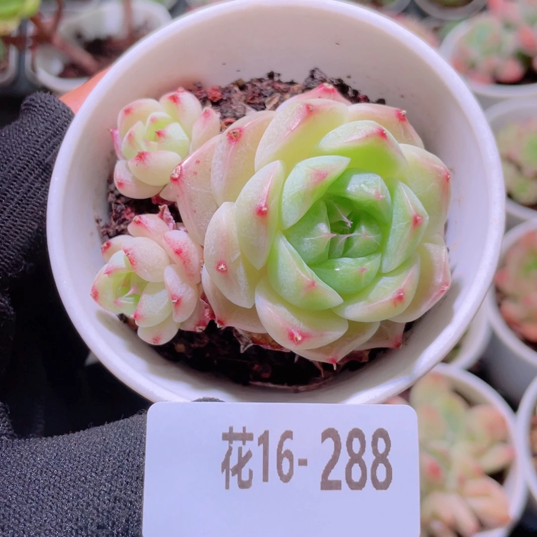 花利美16-288麦秆