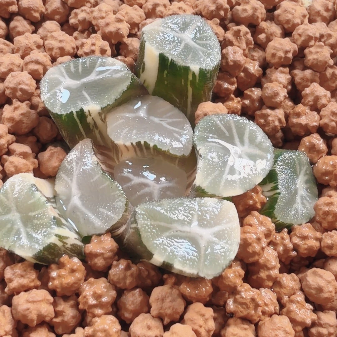 十二卷玉龙万象锦