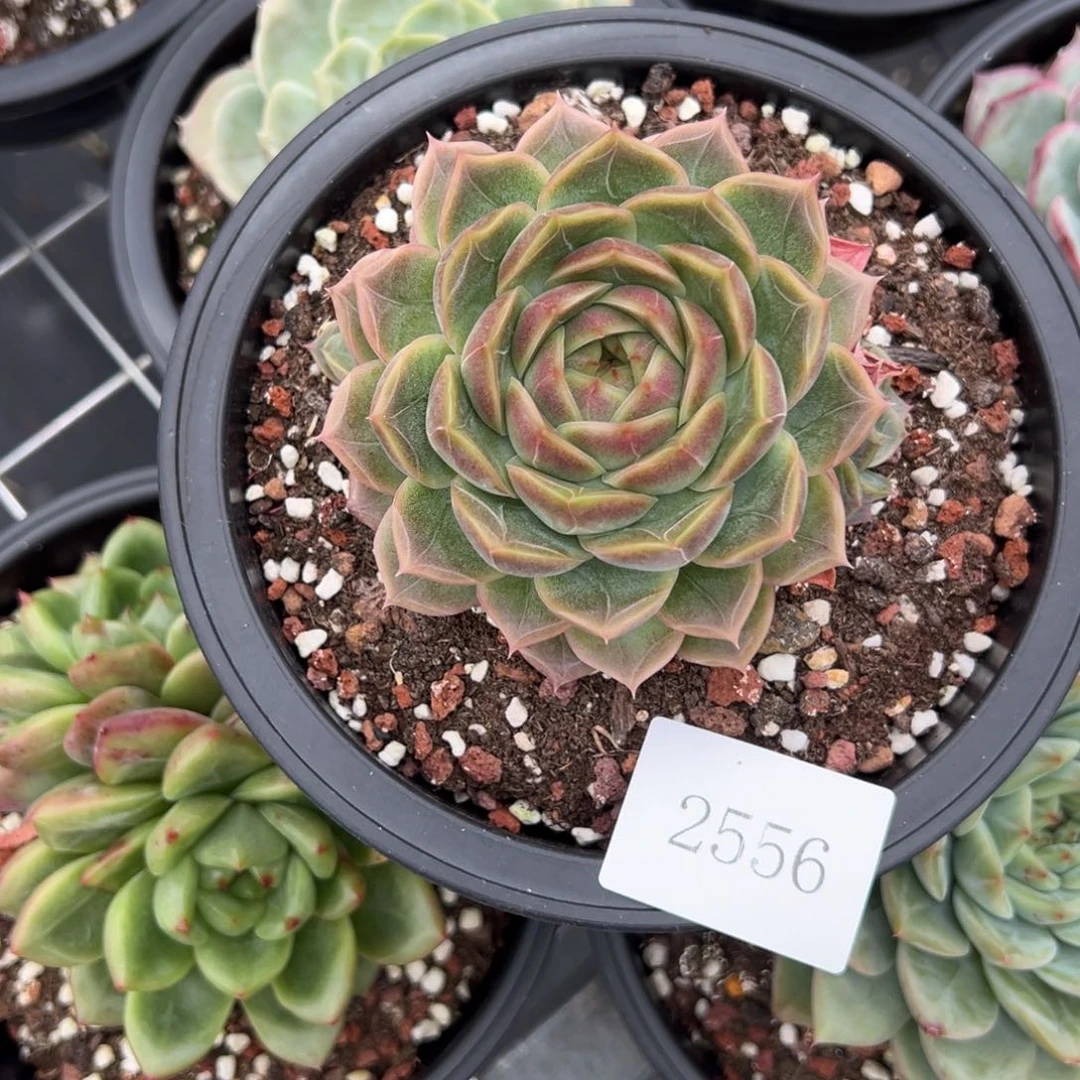 有****望2556肉肉肉肉肉肉肉