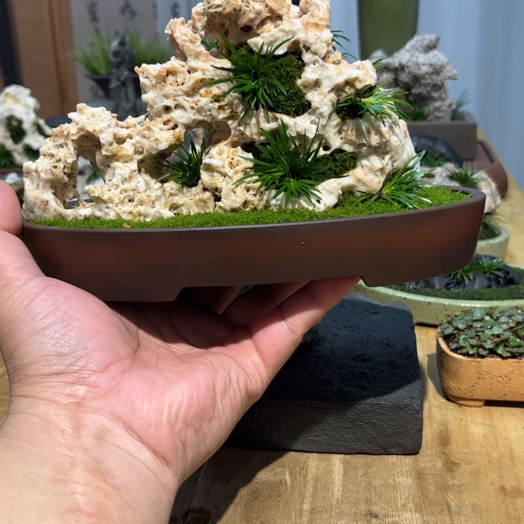兵***哥紫砂花盆➕附石菖蒲