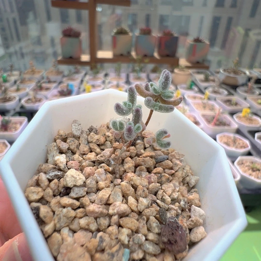 福利，7730实生粉冰晶，一年多，拍下不退不换