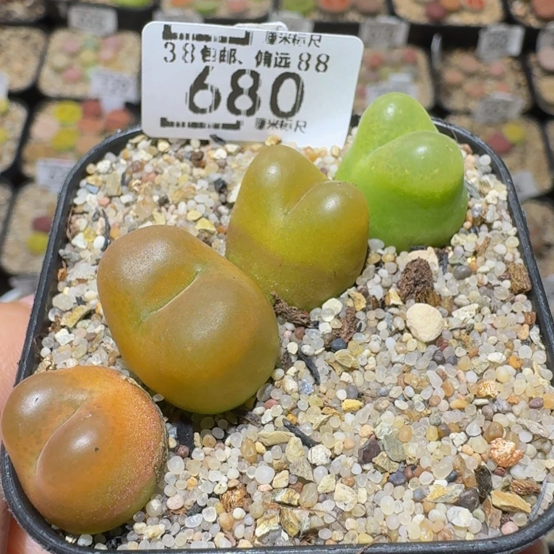 Ssss精品生石花680