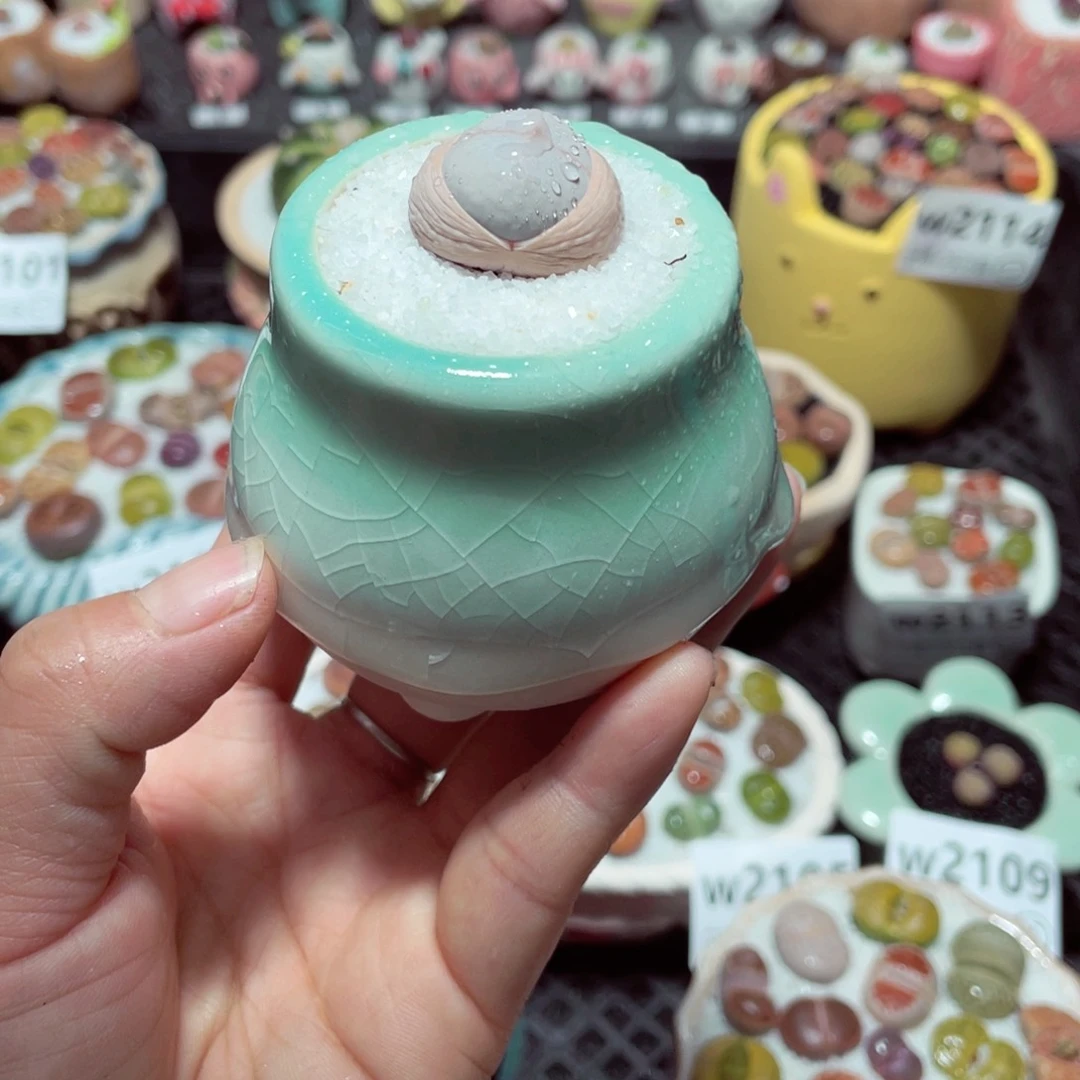 w2115 带盆土发货-零下地区拍保温箱