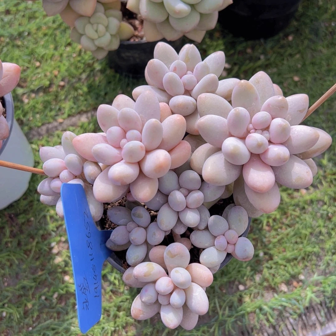 ℋ****香玉的故事是一个人的故事吗