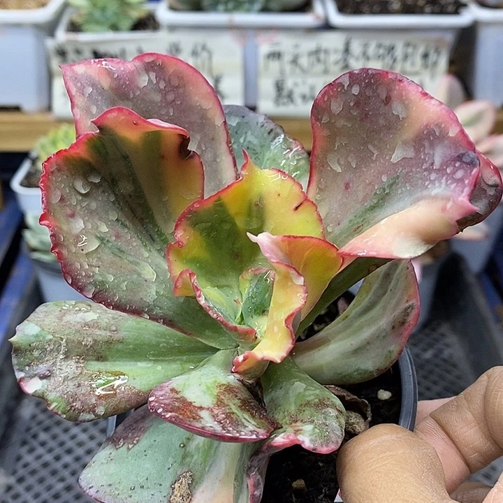 02140 火烈鸟花脸锦