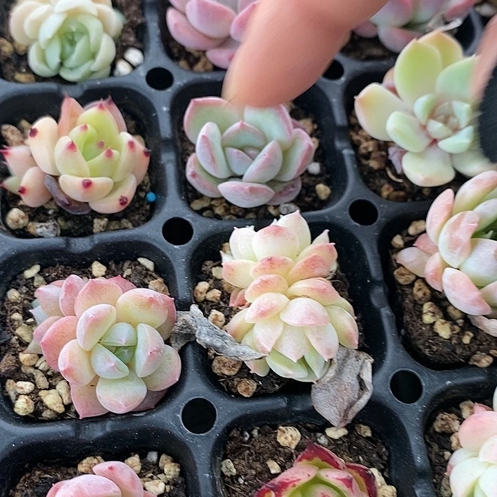 75 多肉植物盆栽花卉植物
