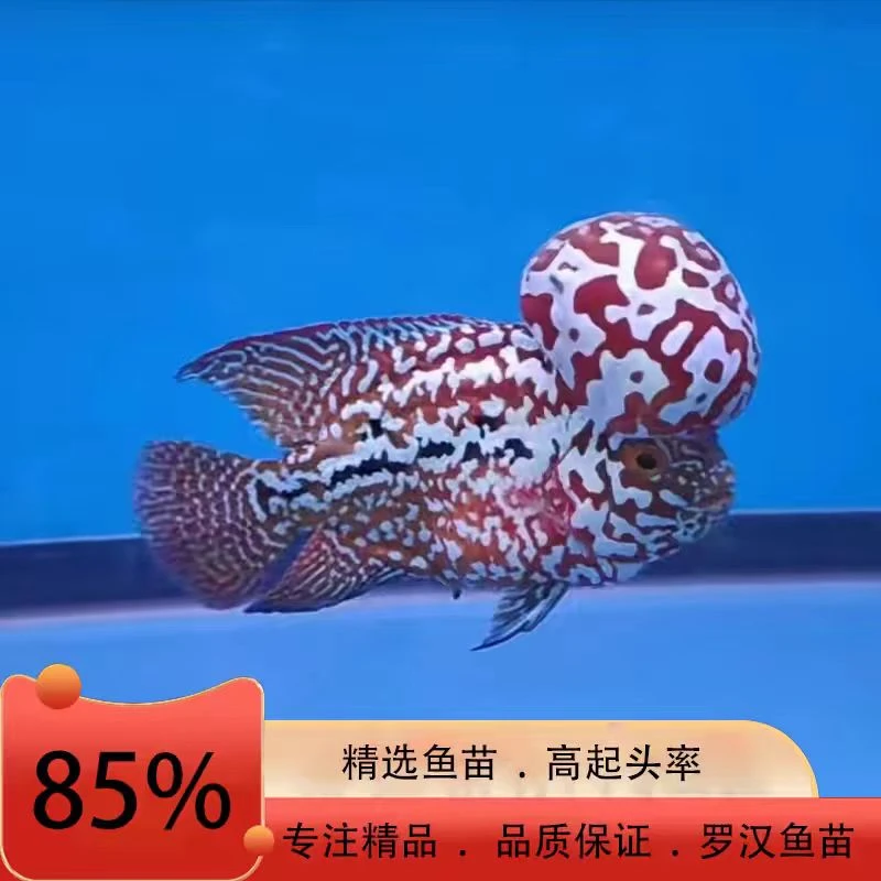 精品罗汉鱼直播间专拍Aco5号