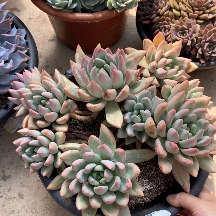 小七夕多肉仙贝68