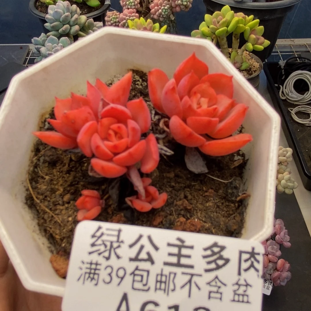 613高贵多肉肉4c m