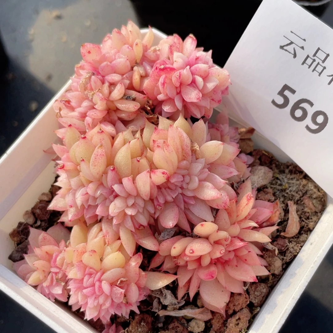 569号糖心冰心珍妮