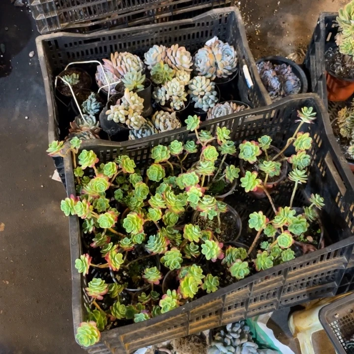薄化桩两颗满20包邮脱土发货
