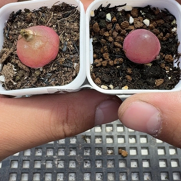 30 多肉植物多肉植物