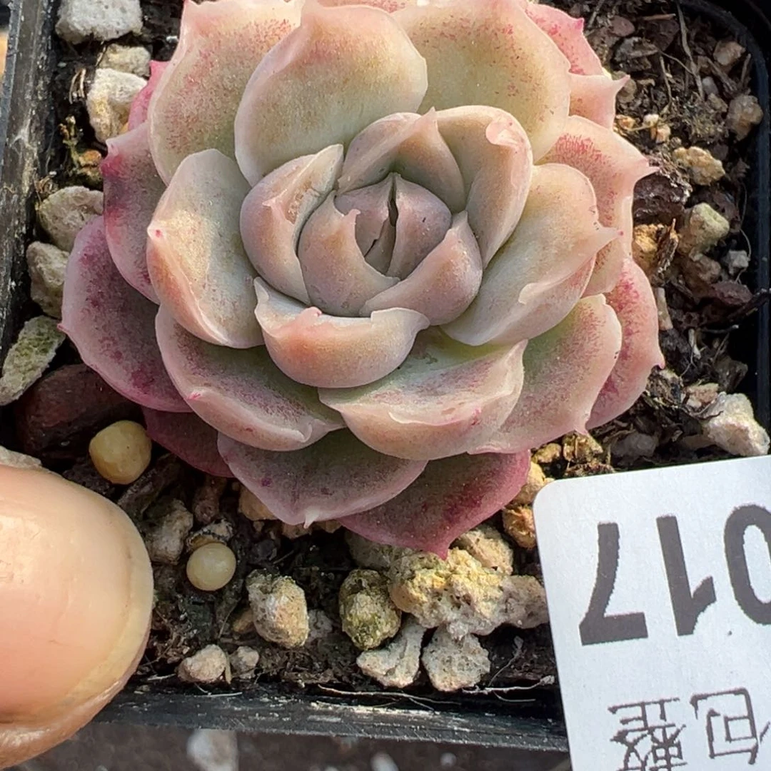 小卡拉米糖心一物一拍3-17