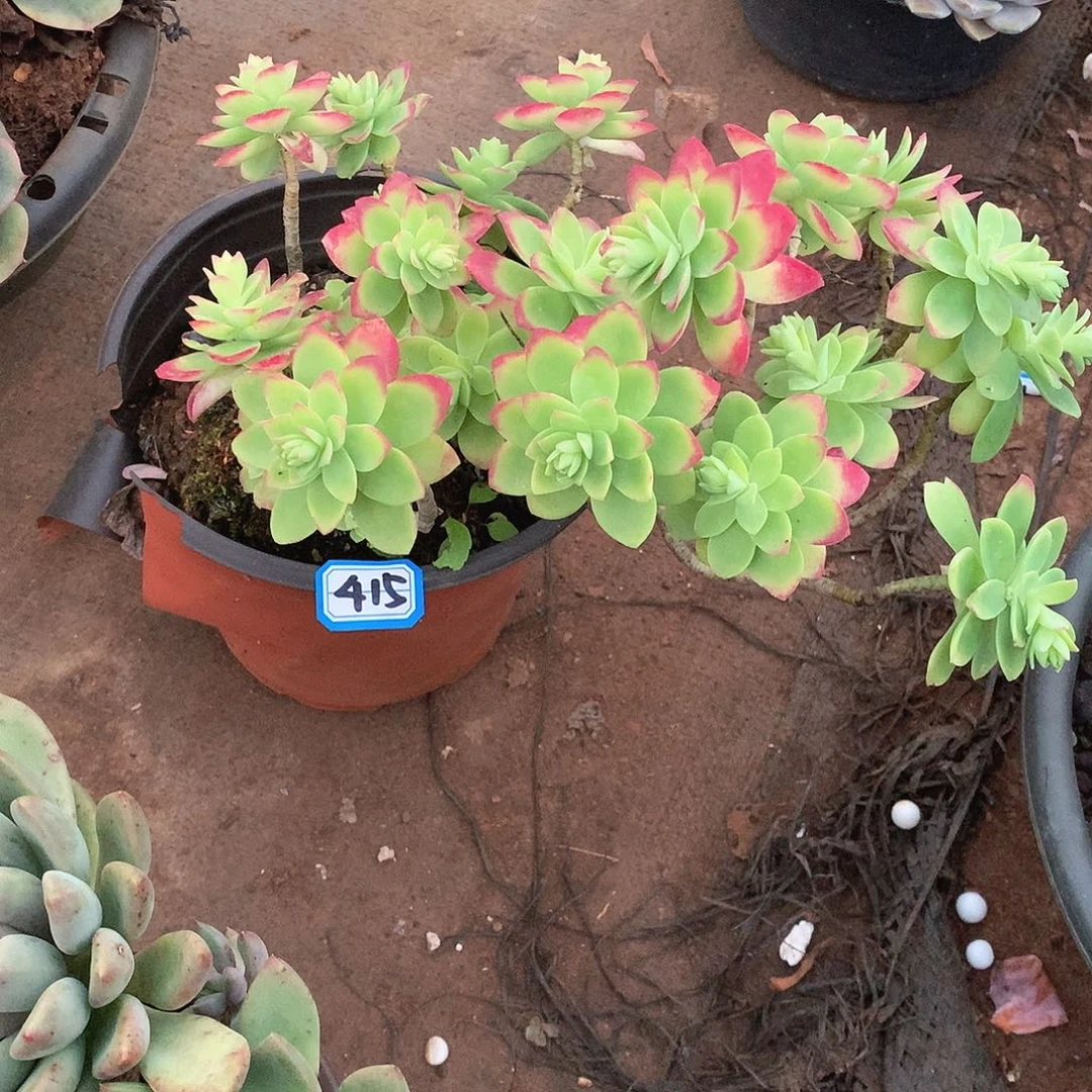 415 一物一拍多肉