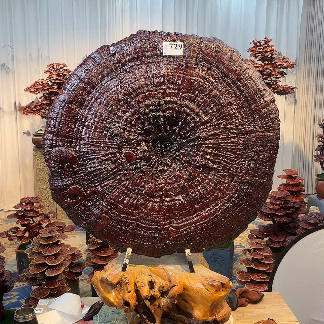 无花朵8888888888888